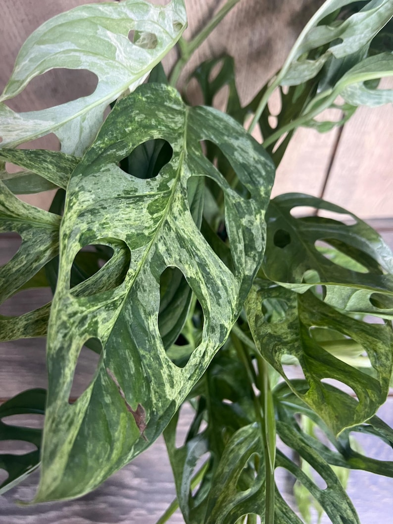 Puede incluir: Primer plano de una planta de Monstera adansonii variegada. Las hojas son una mezcla de verde y verde claro, con patrones de agujeros &uacute;nicos. La planta tiene una apariencia natural y org&aacute;nica, con venas y texturas visibles.