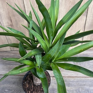 Dracaena Yucca Plant - Etsy