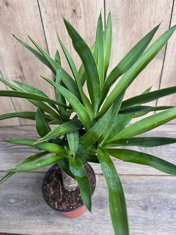 Dracaena Yucca Cane, Yucca Elephantipes ,outdoor .indoor , in 6"inches Pot  - Etsy Israel