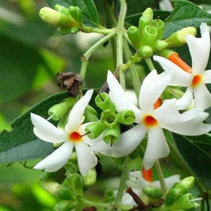 May include: Close-up of white flowers with five petals and orange centers. The flowers are surrounded by green leaves and buds. The image is well-lit, showcasing the details of the plant.