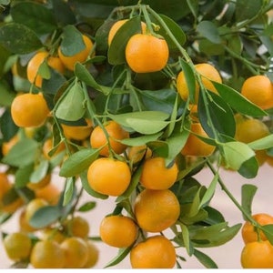 Calamondin , Calamansi tree in Half Gallon Pot Tac chua,  Florida Shipping Only