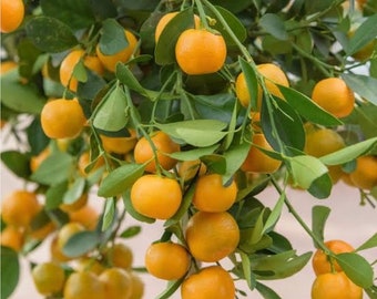 Calamondin , Calamansi , tree in Half Gallon Pot Tac chua