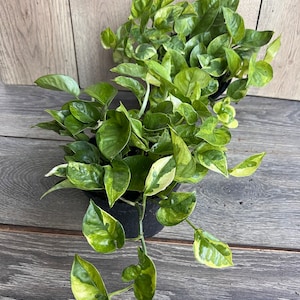 Lemon Lime Pothos - Etsy