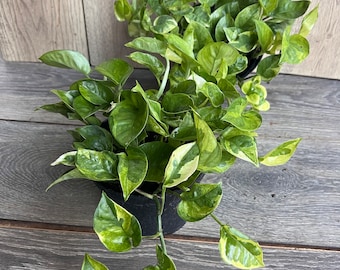 Epipremnum Lemon Meringue in 6" Pot, Lemon Meringue Pothos