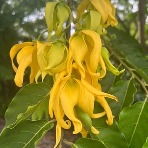 Ylang Ylang tree in 4" Pot or 6" Pot , Cananga Odorata