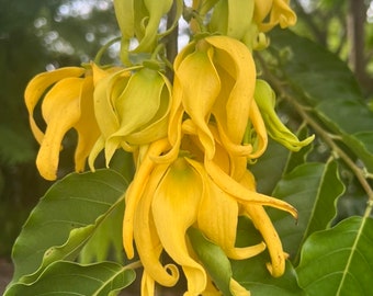 Large Ylang Ylang tree in 10 " Pot, Cananga Odorata