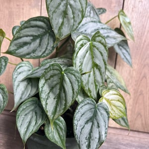 buy philodendron melbourne Philodendron Gloriosum - 10cm pot