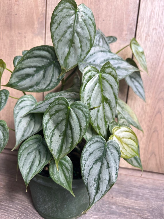 RARE Philodendron "Brandi" , Philodendron Brandtianum in 6" Pot