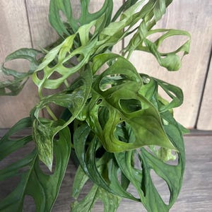 Puede incluir: Primer plano de una vibrante planta de Monstera Adansonii verde. Las hojas son una mezcla de verde claro y oscuro, con agujeros ovalados &uacute;nicos. La planta se encuentra sobre un fondo de madera, mostrando su belleza natural.