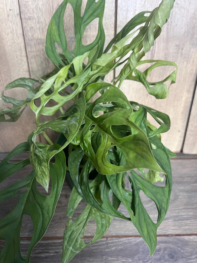 Puede incluir: Primer plano de una vibrante planta de Monstera Adansonii verde. Las hojas son una mezcla de verde claro y oscuro, con agujeros ovalados &uacute;nicos. La planta se encuentra sobre un fondo de madera, mostrando su belleza natural.