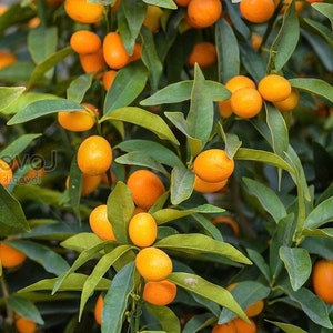 Callie Kumquat in half gallon, Meiwa and Nagami Hybrid, Florida Shipping Only
