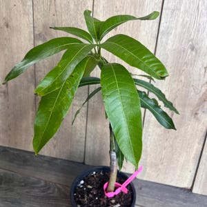 Op de afbeelding: Een kleine groene mango boom in een zwarte pot met bruine aarde. De boom heeft een roze plantenetiket aan de stam.