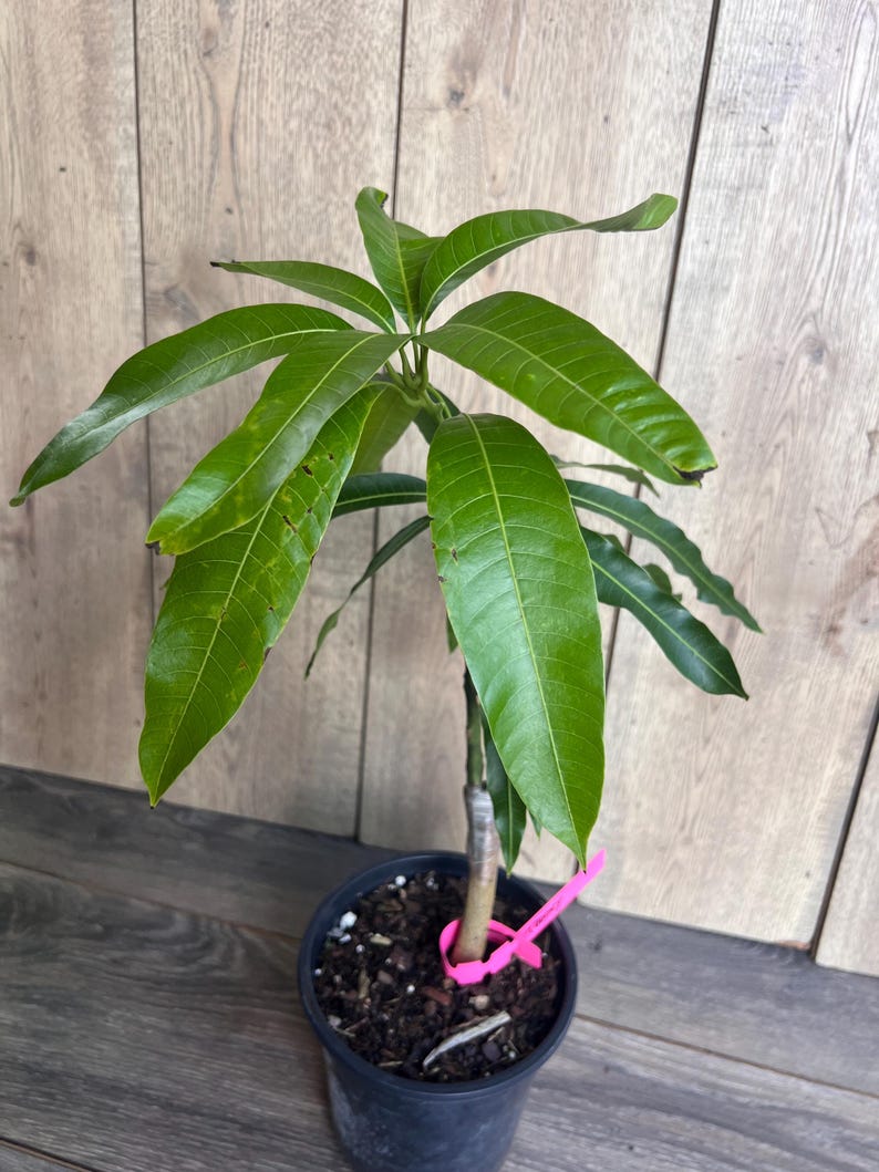 Op de afbeelding: Een kleine groene mango boom in een zwarte pot met bruine aarde. De boom heeft een roze plantenetiket aan de stam.