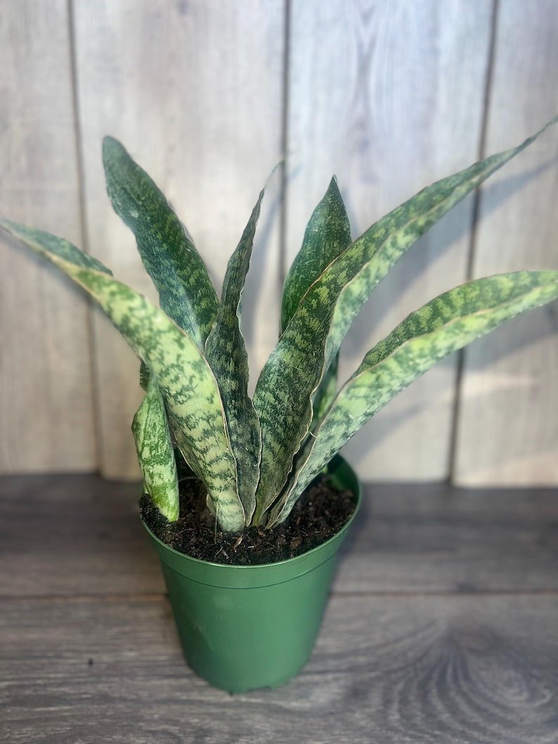Thegreenshouse Sansevieria Jaboa Snake Plant - Thumbnail 5
