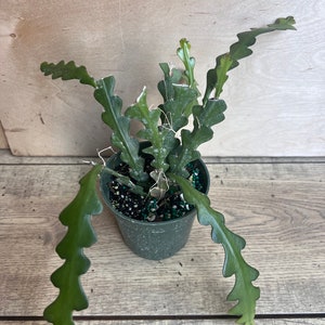 May include: A green potted cactus plant with long, thin, segmented stems. The plant is in a small green pot with brown soil and green pebbles.