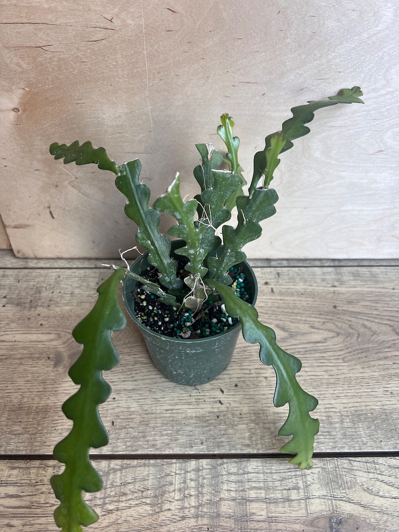 May include: A green potted cactus plant with long, thin, segmented stems. The plant is in a small green pot with brown soil and green pebbles.