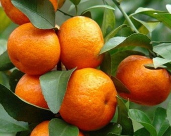 Cara Cara Orange Tree in half Gallon Pot, Grafted.  Florida Shipping Only