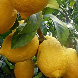 Ponderosa Lemon in half Gallon Pot, Grafted,  Florida Shipping Only