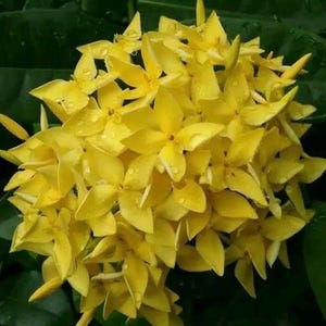 May include: A cluster of bright yellow flowers with delicate petals. The flowers are in full bloom and have a soft, velvety texture.