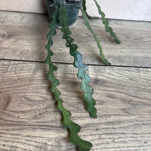 May include: A green cactus plant with long, thin, segmented stems growing in a black plastic pot. The plant is on a wooden surface.
