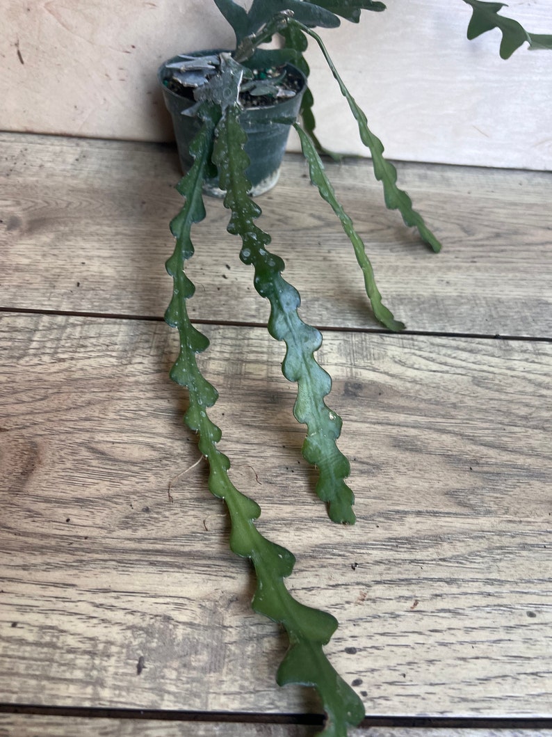 May include: A green cactus plant with long, thin, segmented stems growing in a black plastic pot. The plant is on a wooden surface.