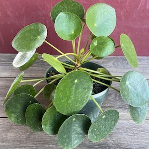 Pilea Peperomioides - Chinese Money Plant - Pancake - UFO - Pepperoni - Plant - in 6&quot; pot
