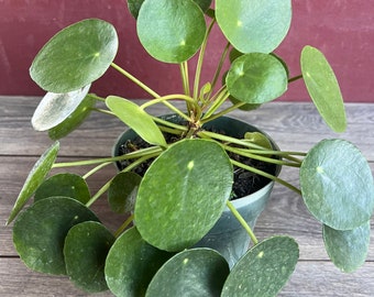 Pilea Peperomioides - Chinese Money Plant - Pancake - UFO - Pepperoni - Plant - in 6&quot; pot