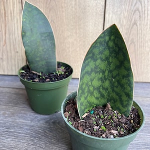 Sansevieria Masoniana, Sansevieria Whale Fin, Snake Plant in 4"