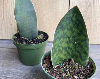 Sansevieria Masoniana, Sansevieria Whale Fin, Snake Plant in 4"