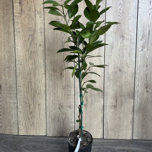 Washington Navel Orange Tree in half Gallon Pot, Grafted,  Florida Shipping Only