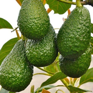 May include: Close-up of a cluster of green avocados hanging from a tree branch. The avocados are pear-shaped and have a bumpy texture.