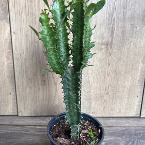 Trigona Green in 4", African Milk Tree, Cactus, Succulent, Live plant