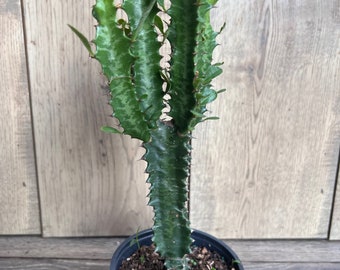 Trigona Green in 4", African Milk Tree, Cactus, Succulent, Live plant