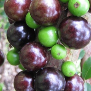 Myrciaria cauliflora, Jaboticaba Fruit Tree in 4" Pot