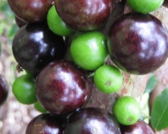 Myrciaria cauliflora, Jaboticaba Fruit Tree in 4" Pot