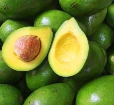 Avocado 'Choquette', Persia americana Tree  , Grafted in 6" Pot