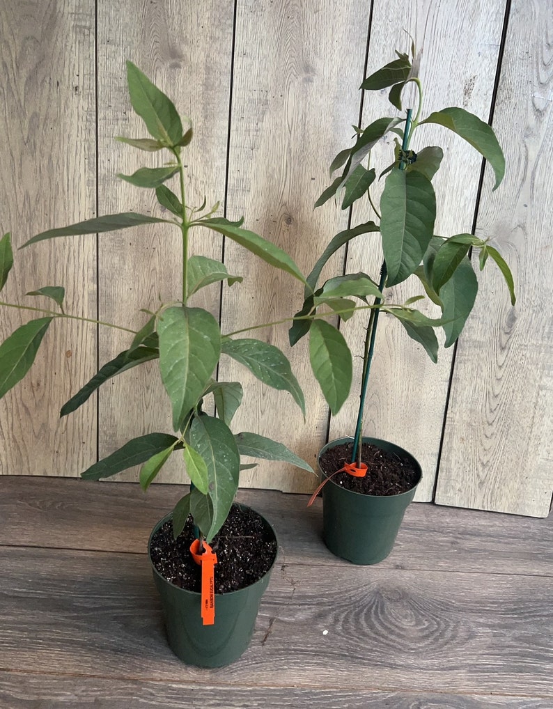 Rainbow Eucalyptus, deglupta, in half gallon Pot image 8