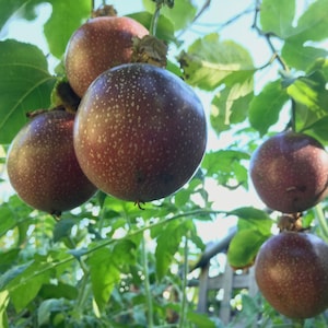 May include: Close-up of passion fruits hanging from a vine. The fruits are round, with a dark purple skin speckled with white dots. Green leaves and stems surround the fruits, with sunlight filtering through the foliage. The image captures the natural beauty of the fruit.