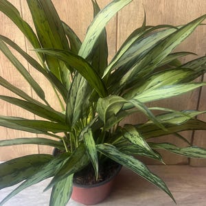 May include: A potted Aglaonema plant with long, variegated green leaves. The leaves have a pattern of darker green markings. The plant is in a reddish-brown pot, and the background is a light brown wooden surface.
