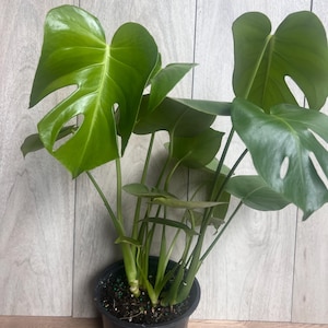 Monstera Miracle - Etsy