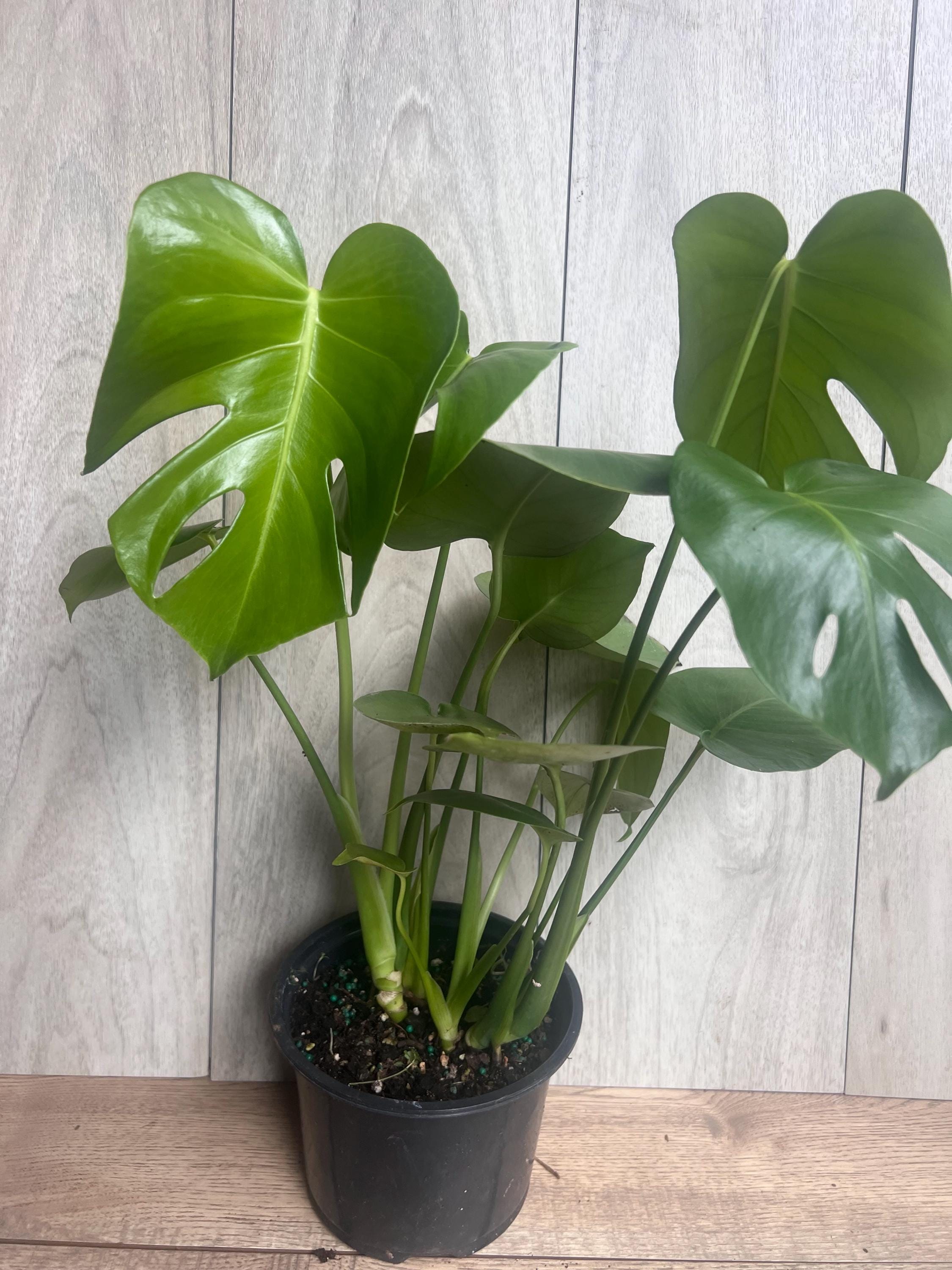 monstera mix 8L Monstera Soilless Potting Mix
