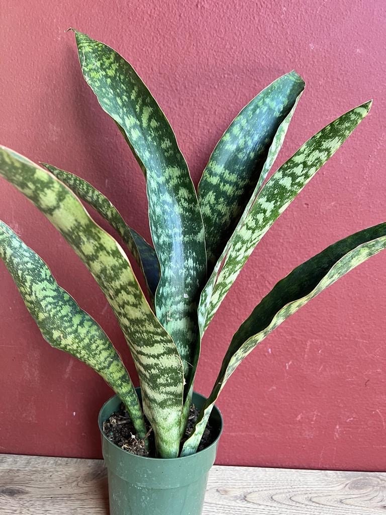 Sansevieria Jaboa, King Jaboa Snake Plant, 6" Pot - Etsy