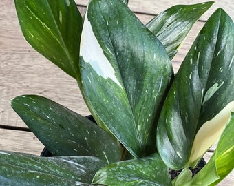 Monstera Standleyana Albo in 6" Pot , Philodendron Cobra