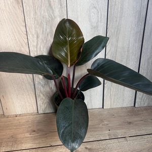 May include: A potted Philodendron plant with large, dark green leaves and vibrant red stems. The leaves have a glossy texture and a deep, rich color. The plant is set against a light wood-paneled background.