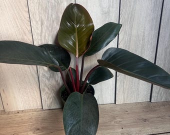 May include: A potted Philodendron plant with large, dark green leaves and vibrant red stems. The leaves have a glossy texture and a deep, rich color. The plant is set against a light wood-paneled background.