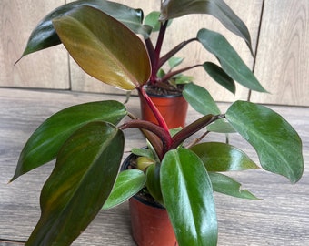 Philodendron Majesty in 4" Pot, Limited