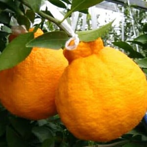 Grafted Shiranui Sumo mandarin Orange tree in Half Gallon Pot, Shiranui, Tangerine GRAFTED