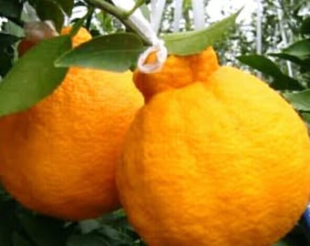 Grafted Shiranui Dekopon Mandarin Orange tree in Half Gallon Pot, Shiranui, Tangerine GRAFTED,  Florida Shipping Only