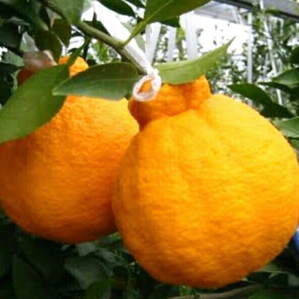 Grafted Sumo mandarin Orange tree in Half Gallon Pot, Shiranui, Tangerine