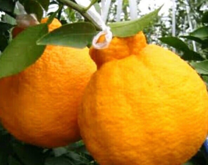 Sumo,dekopon ,SHIRANUI, AKA Grafted Tree BEST of Mandarin Orange. Great